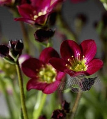 Насіння квітів ломикаменю Хайлендер, 100 шт, червоний