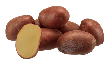 Насіння картоплі Еволюшн