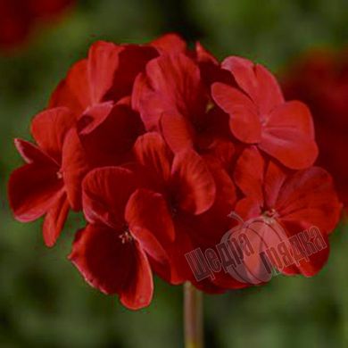 Насіння квітів пеларгонії садової Пінто F1, 50 шт, діп скарлет