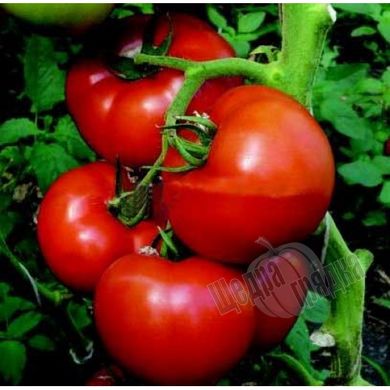 Семена томата (помидора) Аттия F1