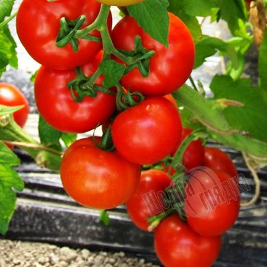 Насіння томату (помідора) Аттія F1