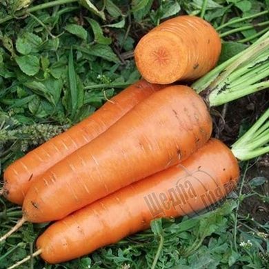 Семена моркови Канада F1 (1,8 - 2,0 мм), 5 г