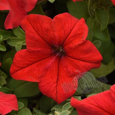 Насіння квітів петунії грандіфлори Суперкаскад F1, 100 шт (драже), червоний