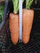 Семена моркови Канада F1 (1,8 - 2,0 мм)
