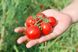 Семена томата (помидора) Кимберлино F1