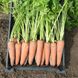 Семена моркови Канада F1 (1,8 - 2,0 мм)