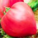 Семена томата (помидора) Бычье сердце розовое, 0,1 г