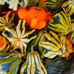 Семена тыквы декоративной Терновый венец
