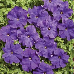 Насіння квітів петунії грандіфлори Містраль F1, 20 шт. (драже), синій