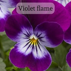 Насіння квітів віоли корнути Пенні F1, 100 шт, violet flame