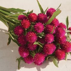 Насіння квітів гомфрени Кіс, 1000 шт, карміновий