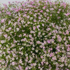 Насіння квітів гіпсофіли Гіпсі, 50 шт (драже), пінк