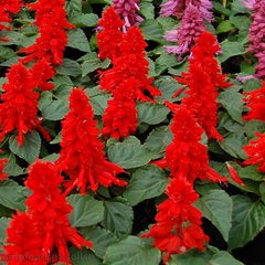 Насіння квітів сальвії блискучої Кампай, 250 шт, темно-червоний