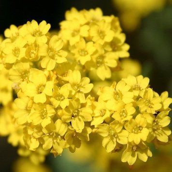 Семена цветов алиссума Горное Золото, 5 г, желтый