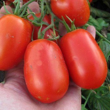 Семена томата (помидора) Литтано F1, 5000 шт