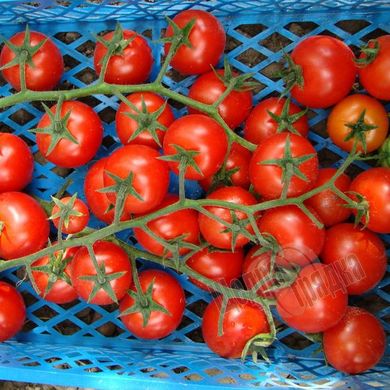 Насіння томату (помідора) Хілма F1
