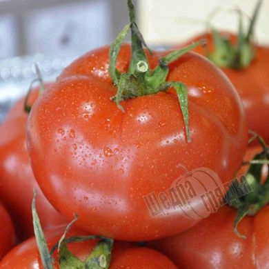 Насіння томату (помідора) Беріл F1