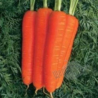 Семена моркови Стромболи F1