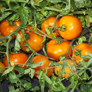 Семена томата (помидора) Айсан (KS 18) F1, 10 шт