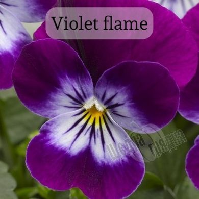 Насіння квітів віоли корнути Пенні F1, 100 шт, violet flame