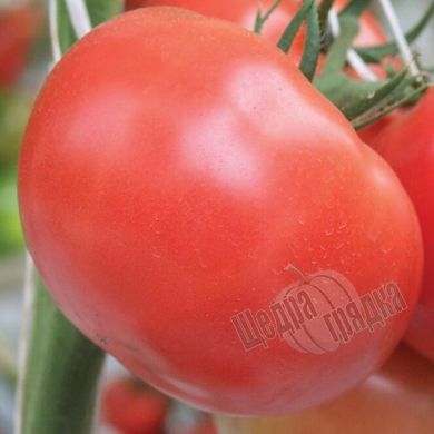 Семена томата (помидора) Оазис F1
