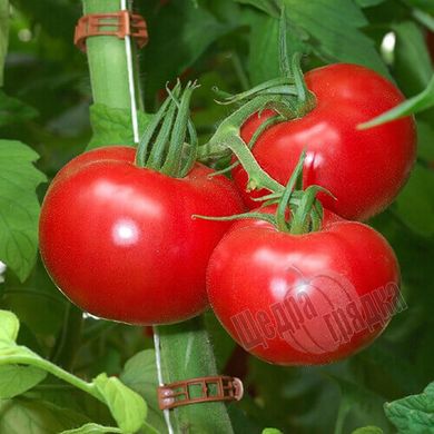Насіння томату (помідора) Пінк Парадайз F1