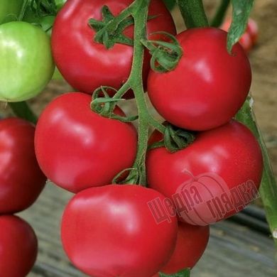 Семена томата (помидора) Пинк Парадайз F1