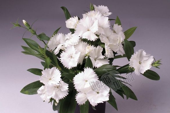 Насіння квітів гвоздики Чібо F1, 100 шт, білий