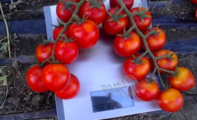 Семена томата (помидора) Хилма F1