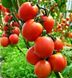 Семена томата (помидора) Де Барао красный