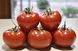 Насіння томату (помідора) Беріл F1