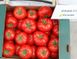 Насіння томату (помідора) Оазис F1