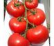 Насіння томату (помідора) Лакота F1
