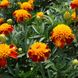 Насіння квітів чорнобривців Оріндж Флейм, 0,1 г
