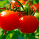Семена томата (помидора) Катюша F1, 0,1 г
