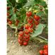 Насіння томату (помідора) Хілма F1