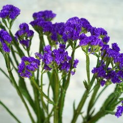 Насіння квітів статиці Нічне Небо, 10 г, темно-синій
