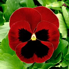 Семена цветов виолы виттроки Тремпет S1, 1000 шт, красный с глазком