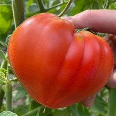 Семена томата (помидора) Массон F1, 250 шт