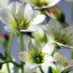 Семена цветов камнеломки Хайлендер, 100 шт, белый