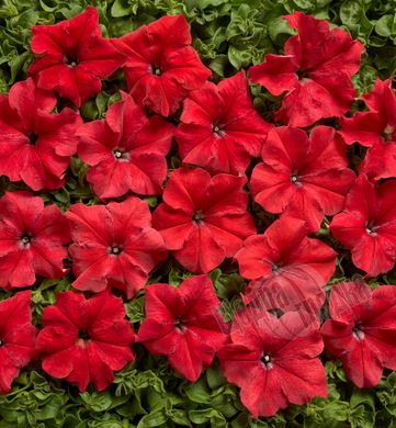 Насіння квітів петунії грандіфлори Містраль F1, 500 шт. (драже), яскраво-червоний