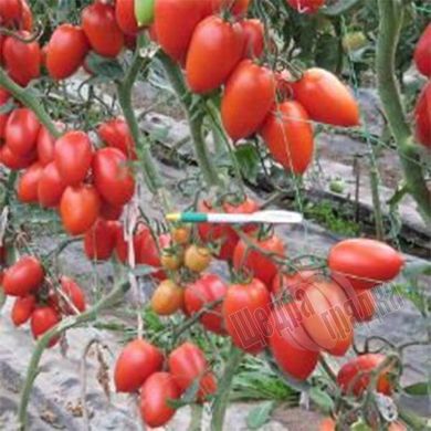 Насіння томату (помідора) Точ F1