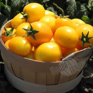 Насіння томату (помідора) Єлоу Рівер F1