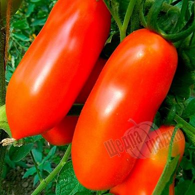 Насіння томату (помідора) Цілао F1