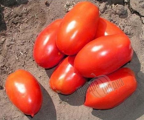 Насіння томату (помідора) Точ F1