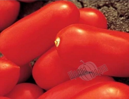 Насіння томату (помідора) Цілао F1
