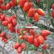 Семена томата (помидора) Точ F1