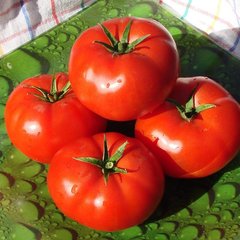 Насіння томату (помідора) Бобкат F1