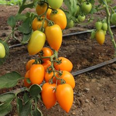 Насіння томату (помідора) KS 1430 F1, 8 шт
