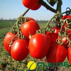 Семена томата(помидора) Тенорио F1
